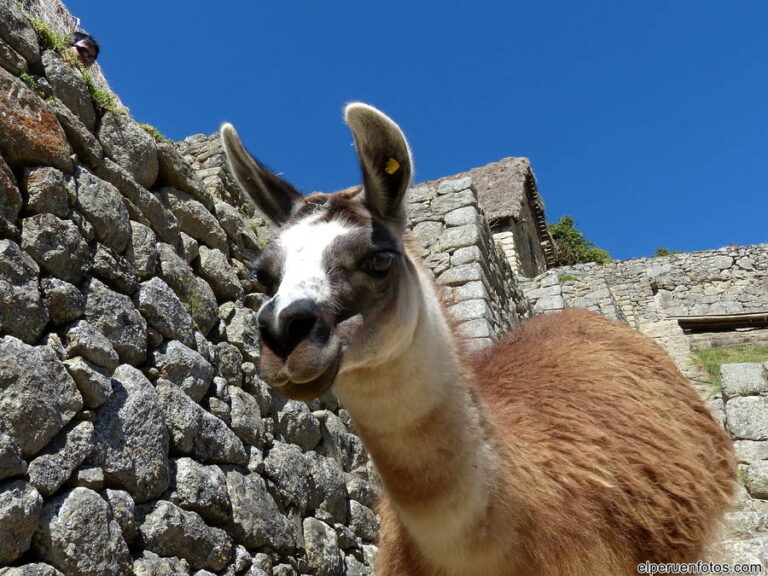 machu picchu mediodia 004